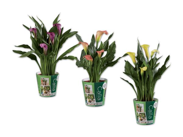 Calla mit Potcover