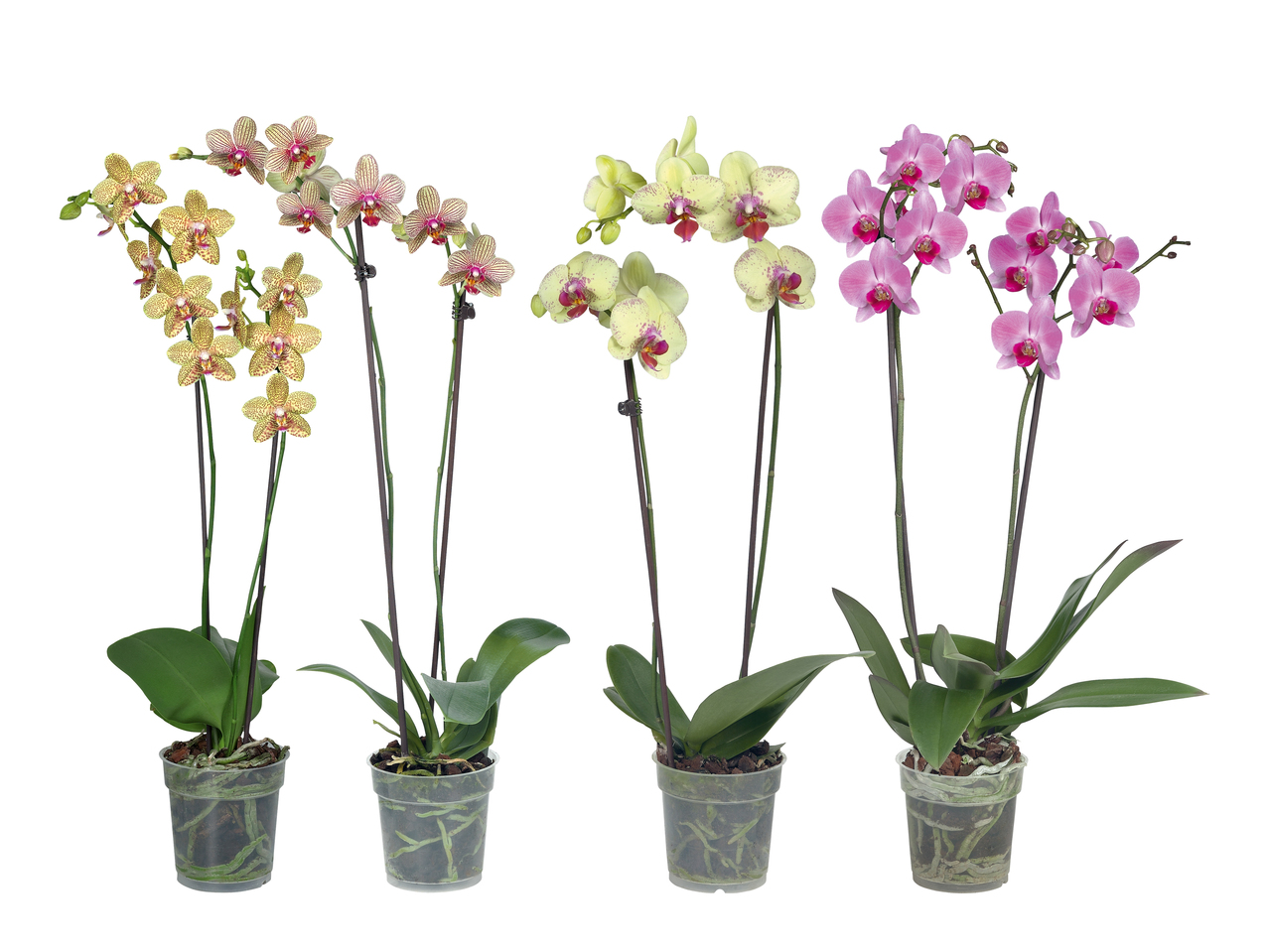 Phalaenopsis 2 Stieler