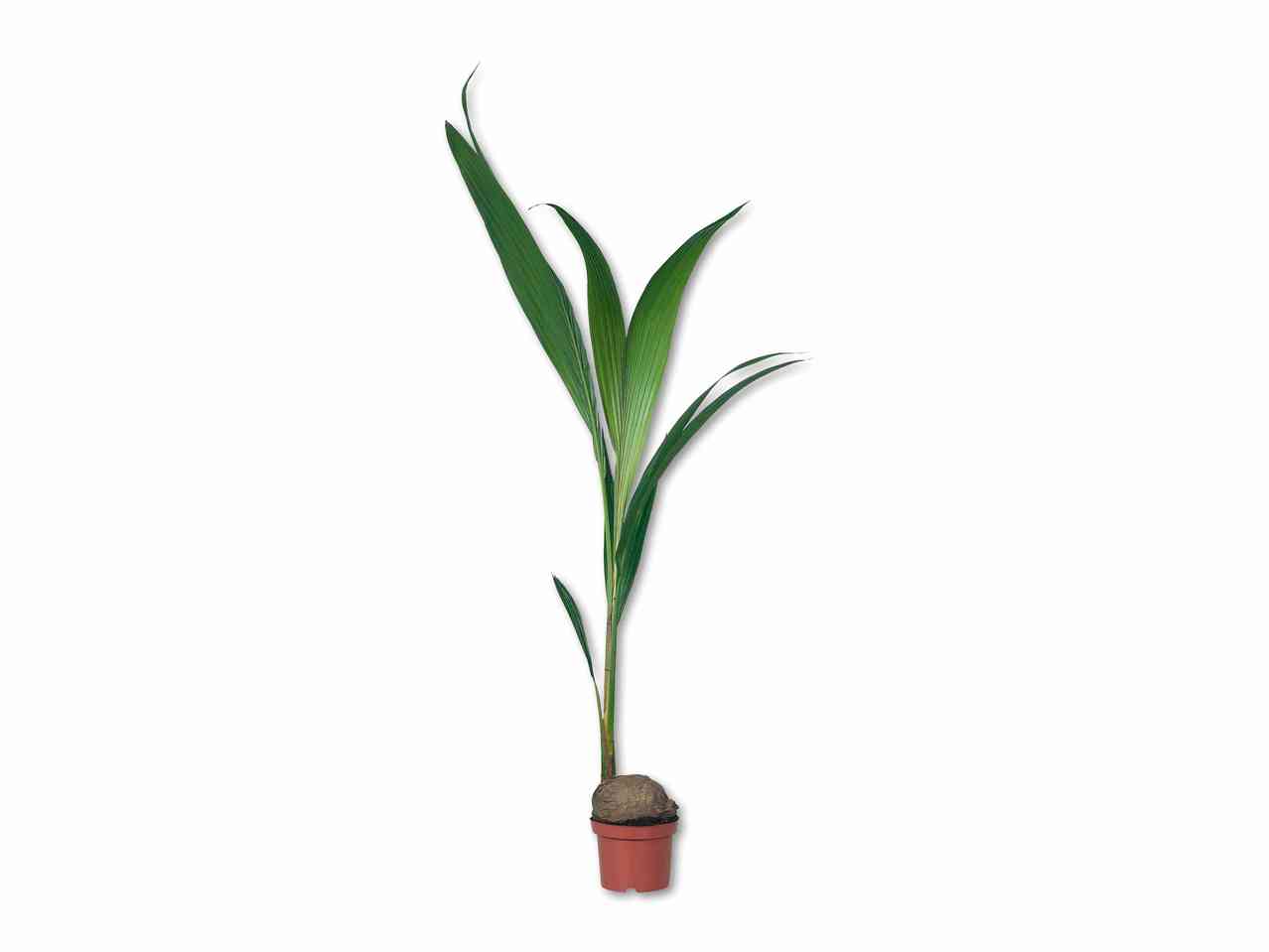 Kokospalme
