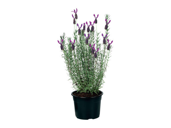 Large French Lavender