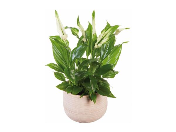 Peace Lily in Ceramic