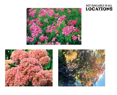 Gardenline Ornamental Shrub Assorted Varieties