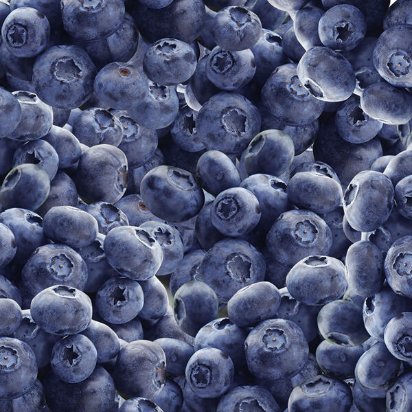 Premium Kultur-Heidelbeeren