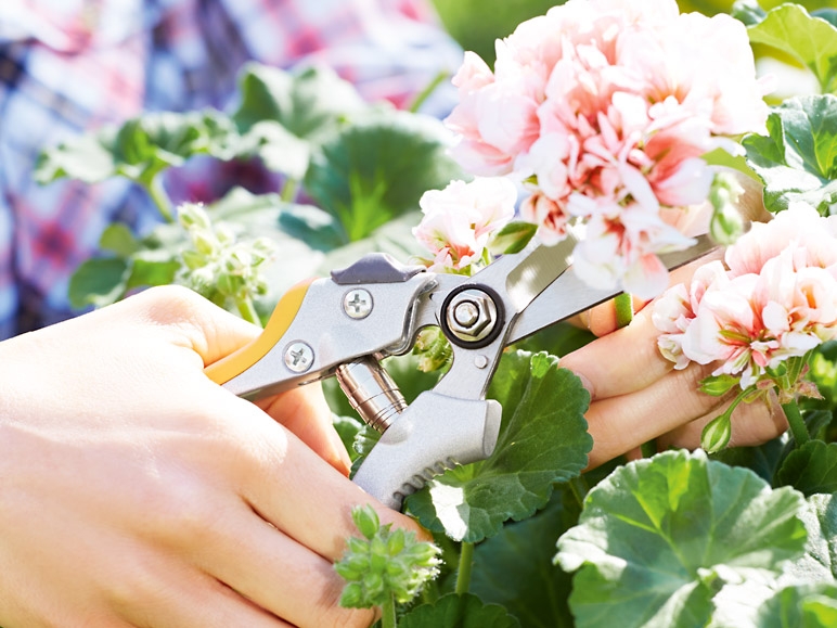 Precision Secateurs