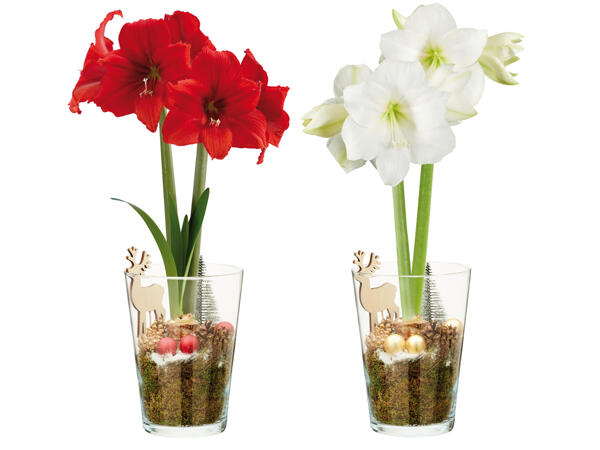 Amaryllis im Vasenglas