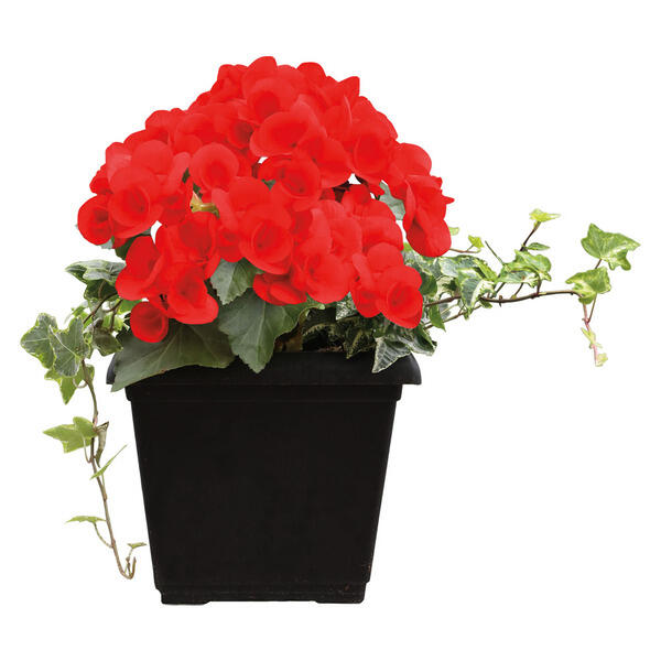 8in Patio Planter