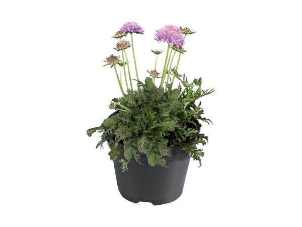 Primavera Garden Plant Mix
