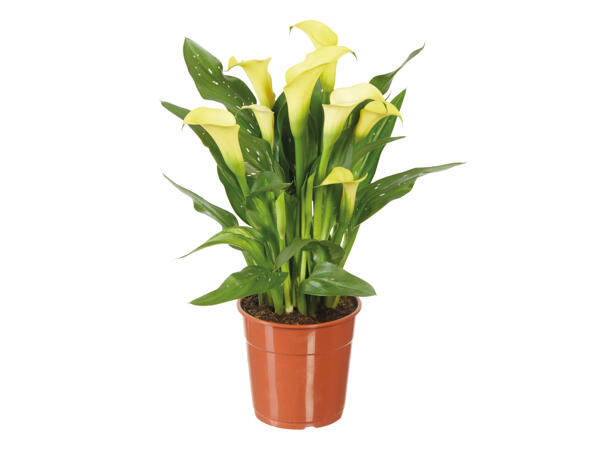 Assorted Calla Lilies
