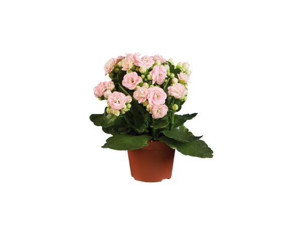 Gekleurde kalanchoe