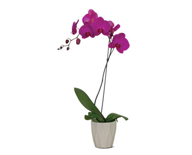 5" Orchid In Ceramic Pot