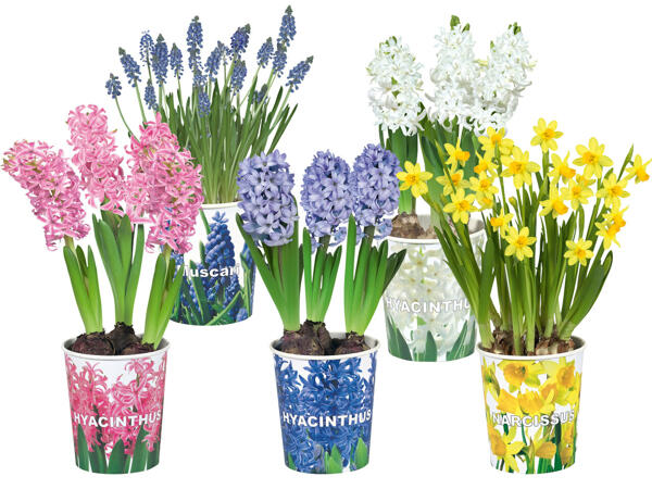 Blumenzwiebel im Pappbecher