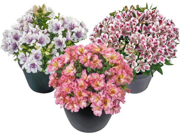 Alstromeria