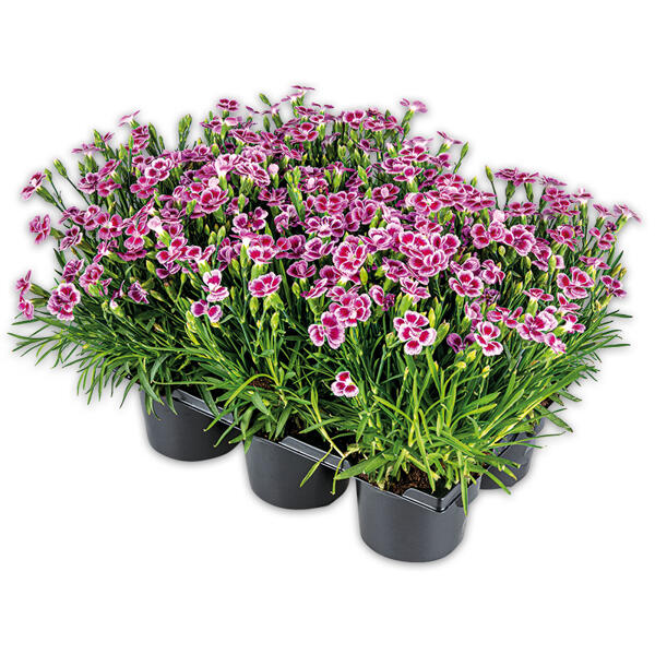 Dianthus "Pink Kisses"
