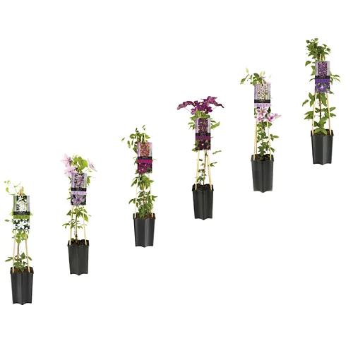 GARDENLINE Clematide
