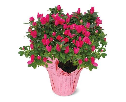 6" Azalea or Hydrangea Assorted Colors