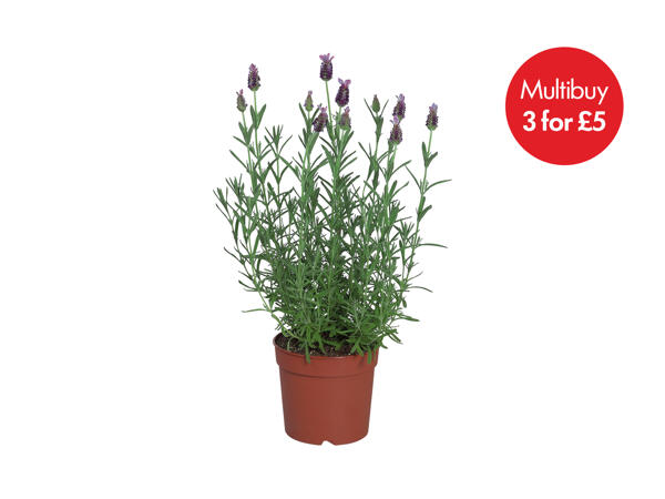 French Lavender