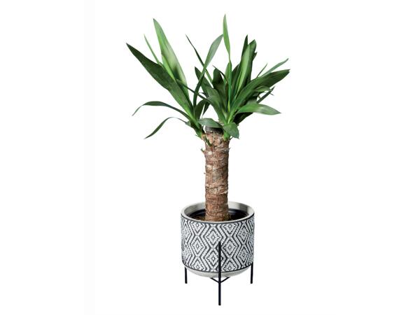 "Easy-Care" Plants