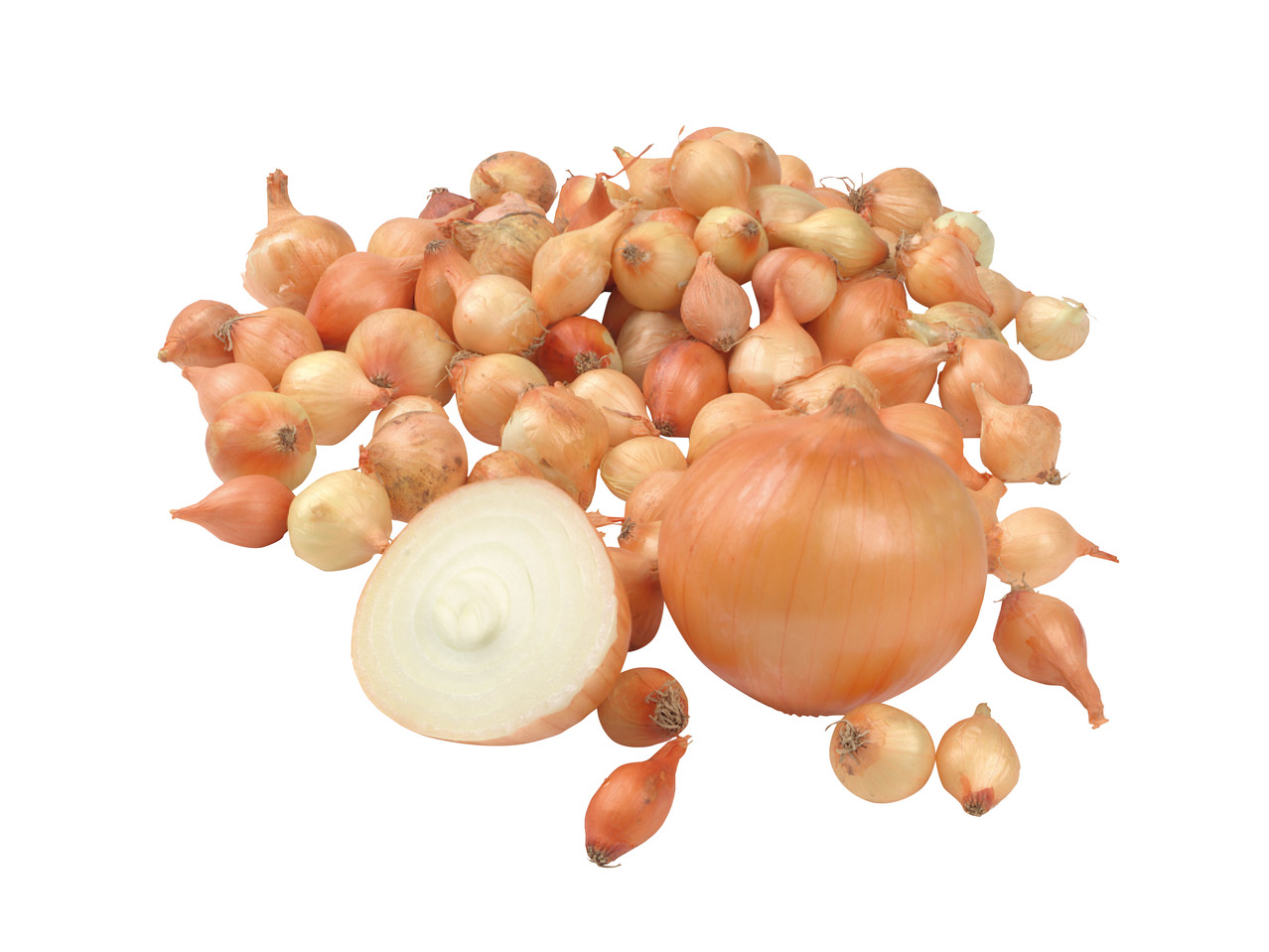 Onion Sets1