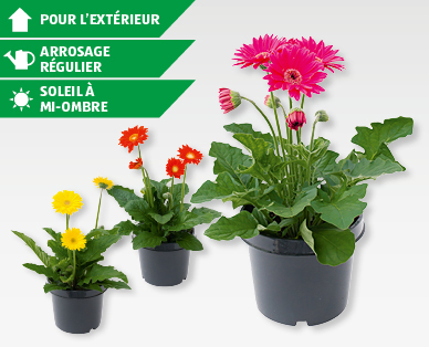 Gerbera pour l'extérieur