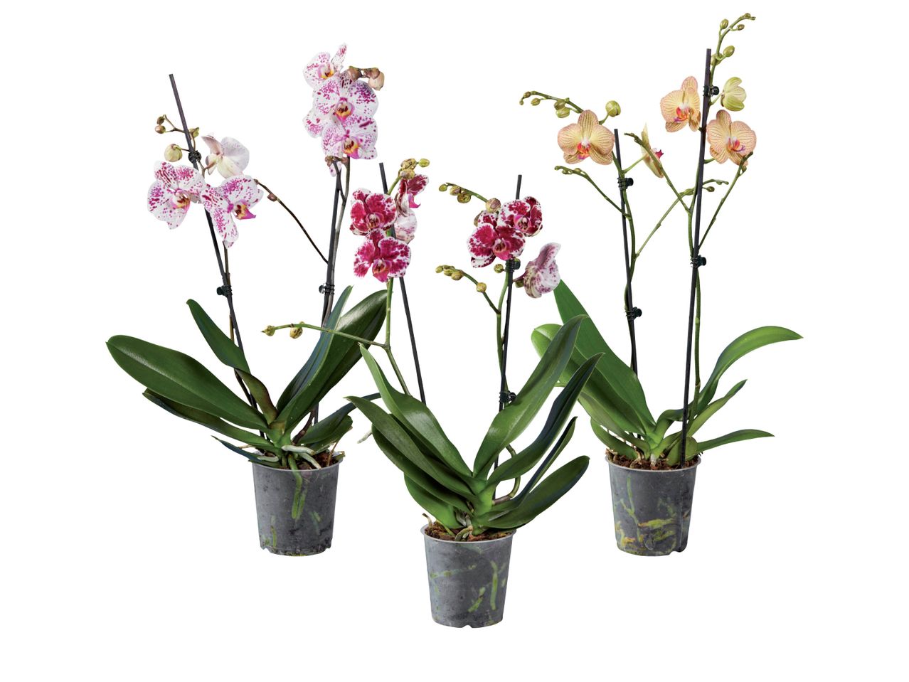 Phalaenopsis, 2 Stems