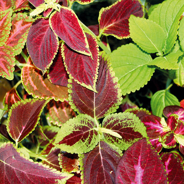 Coleus Trio