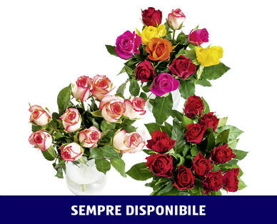ROSE FAIRTRADE MAX HAVELAAR