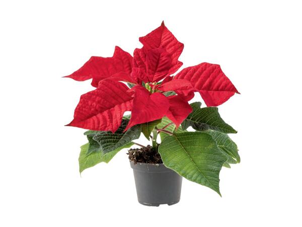 Mini Poinsettia