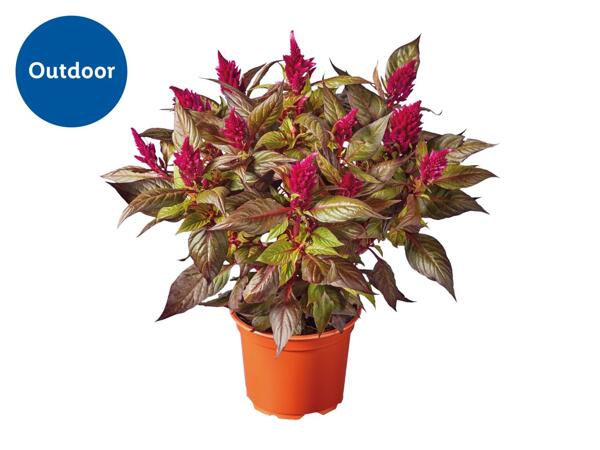Celosia Parade