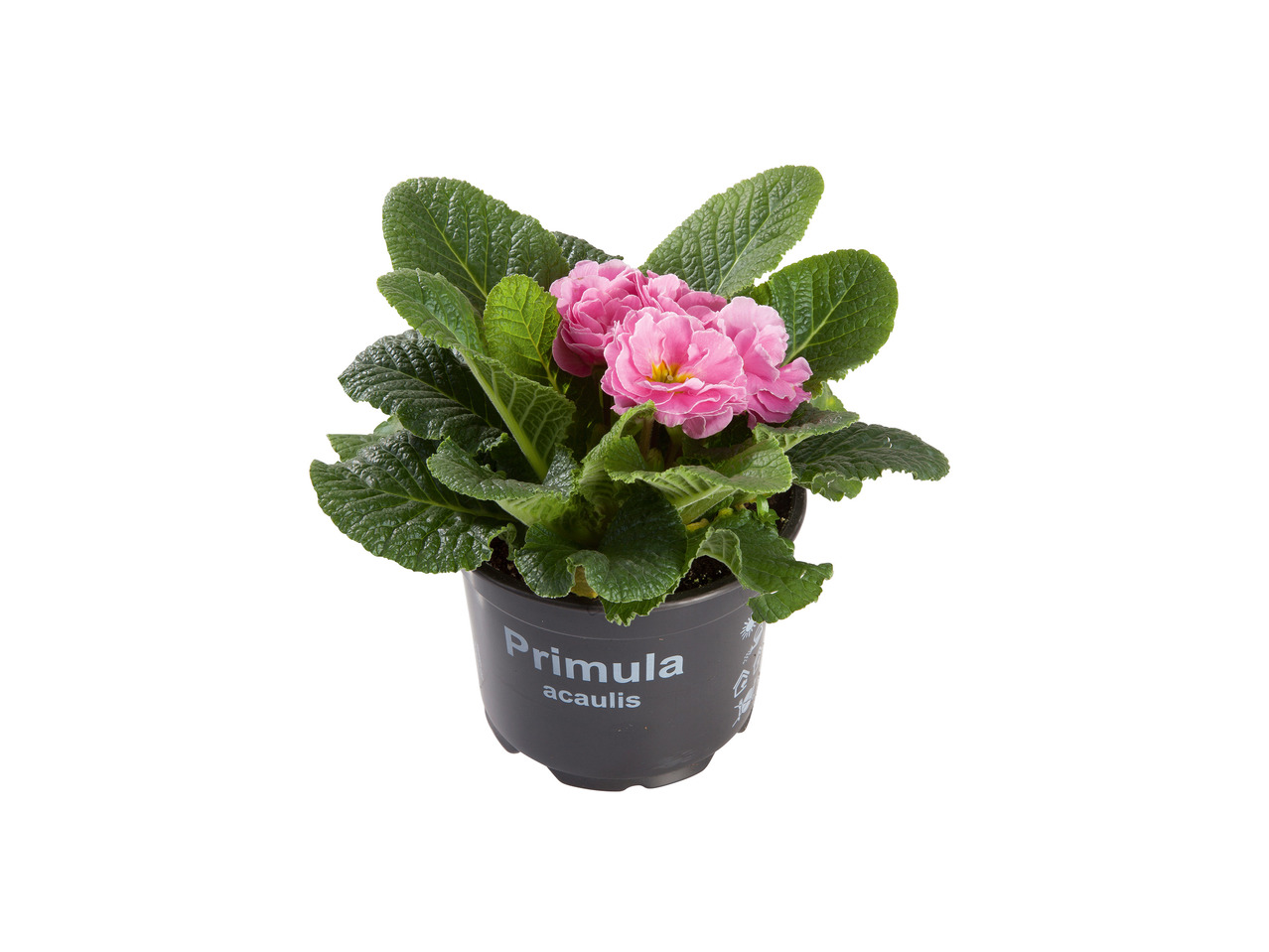 Spring Primroses1