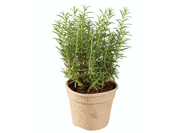 Herbes aromatiques bio