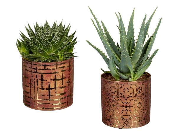 Aloe Mix in Keramik