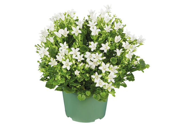 Campanula