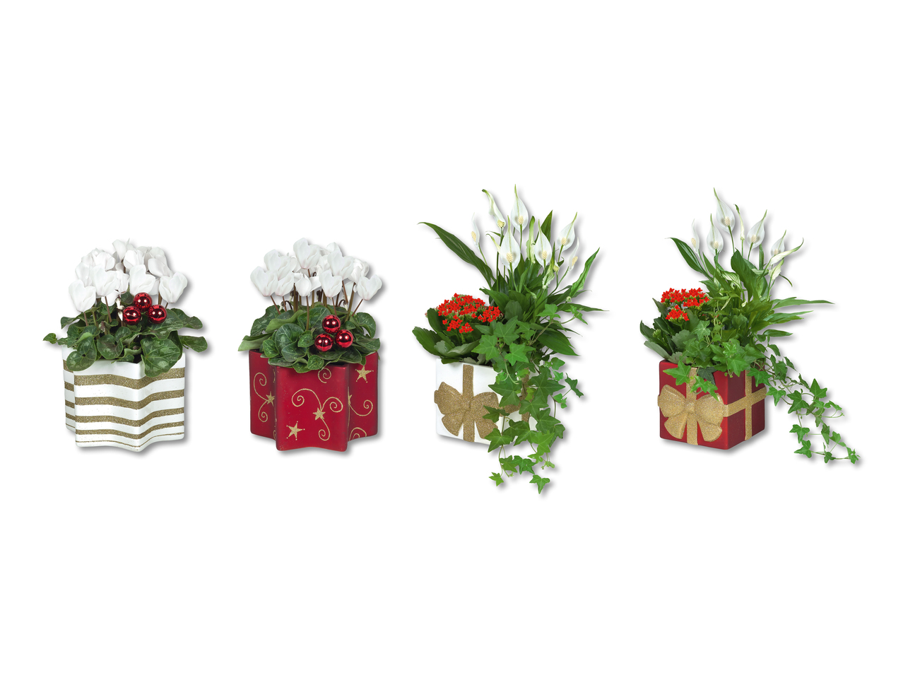 Plante à fleurs dans une céramique de Noël