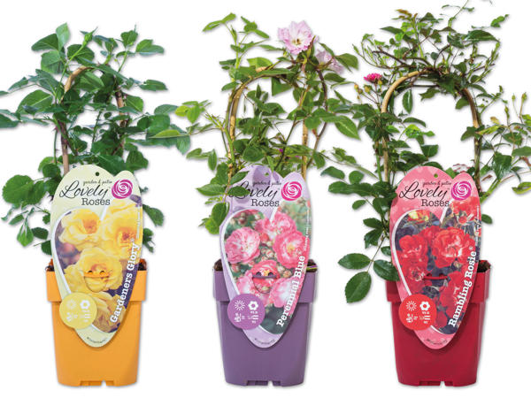 Kletterrose „Lovely Roses"