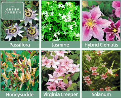 Climbing Plants
