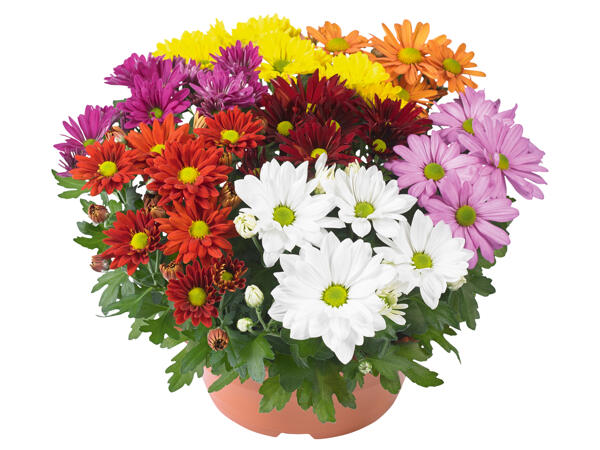 Chrysanthemen „Carneval 7 Farben"