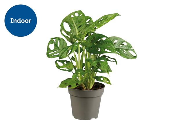Monstera 'Monkey Leaf'