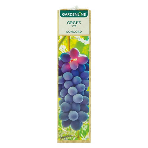 Berry Bush Assorted Varieties