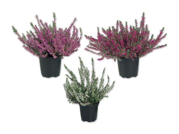Calluna vulgaris