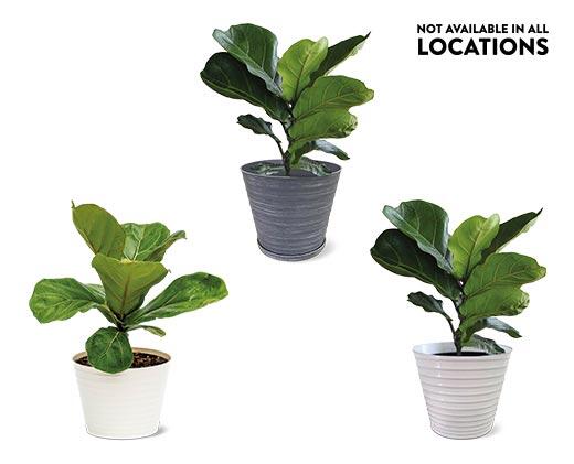 6" Foliage Assorted Varieties