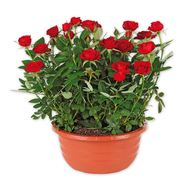 Rosen in Schale