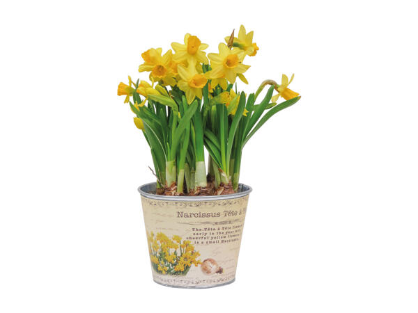 Flowering Bulbs