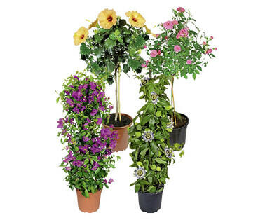 PLANTE EN POT