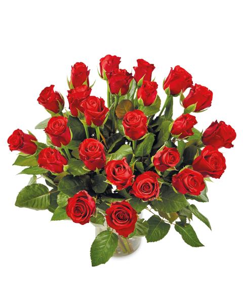 24 Top Secret Roses
