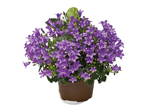 Campanula