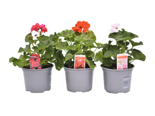 Geranium