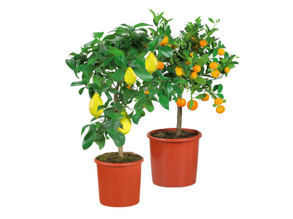 Large Citrus Tree