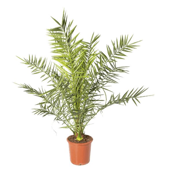 Palmplant