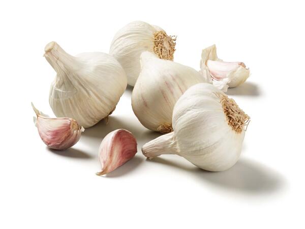 Garlic