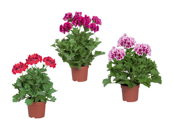 Pélargonium à grandes fleurs